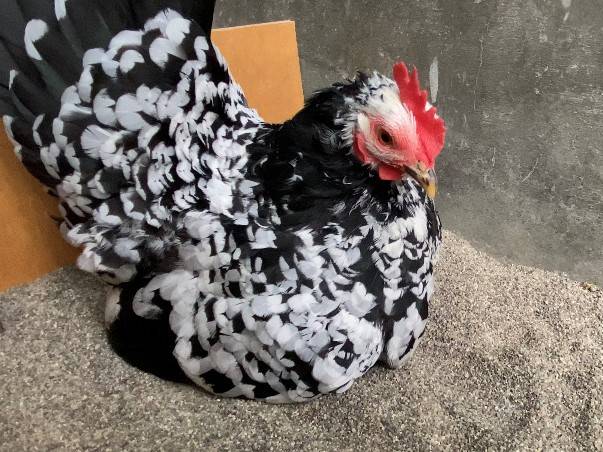 【万騎が原】「ただいま 温め中」(抱卵中のニワトリ).jpg