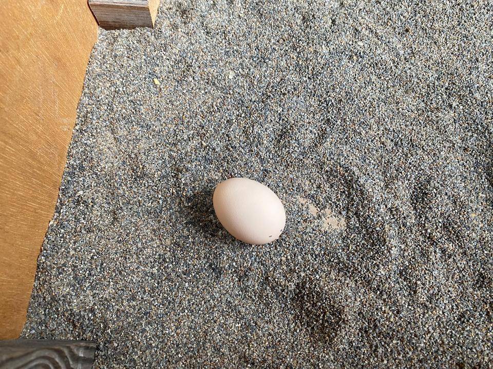 【万騎が原】「ただいま 温め中」(1つの偽卵).jpg