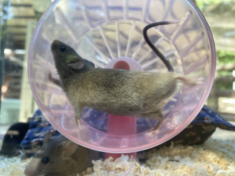実は ブログ 万騎が原ちびっこ動物園公式サイト 公益財団法人 横浜市緑の協会 実は ブログ 万騎が原ちびっこ動物園公式サイト 公益財団法人 横浜市緑の協会