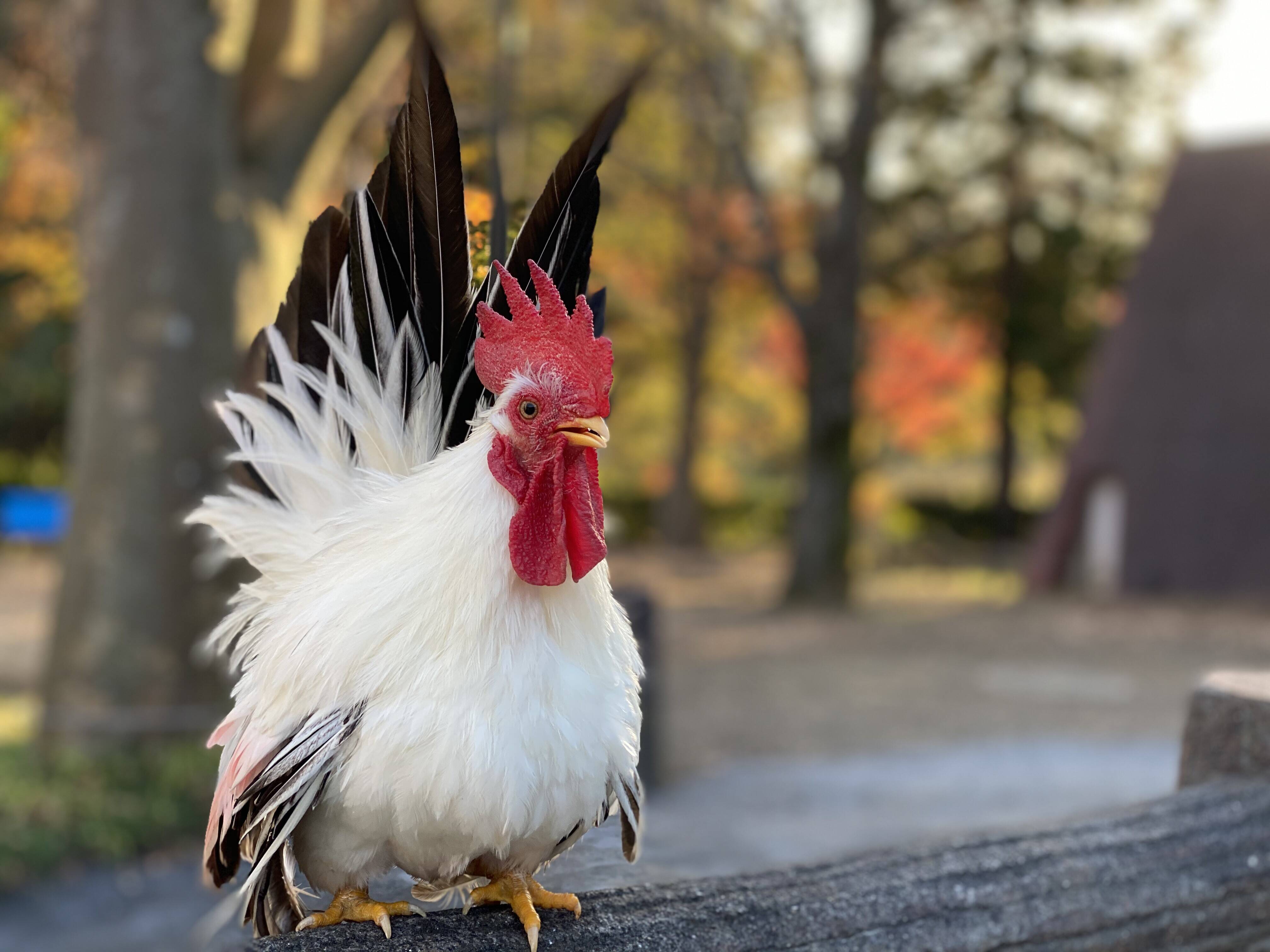 カツラチャボオス.jpg