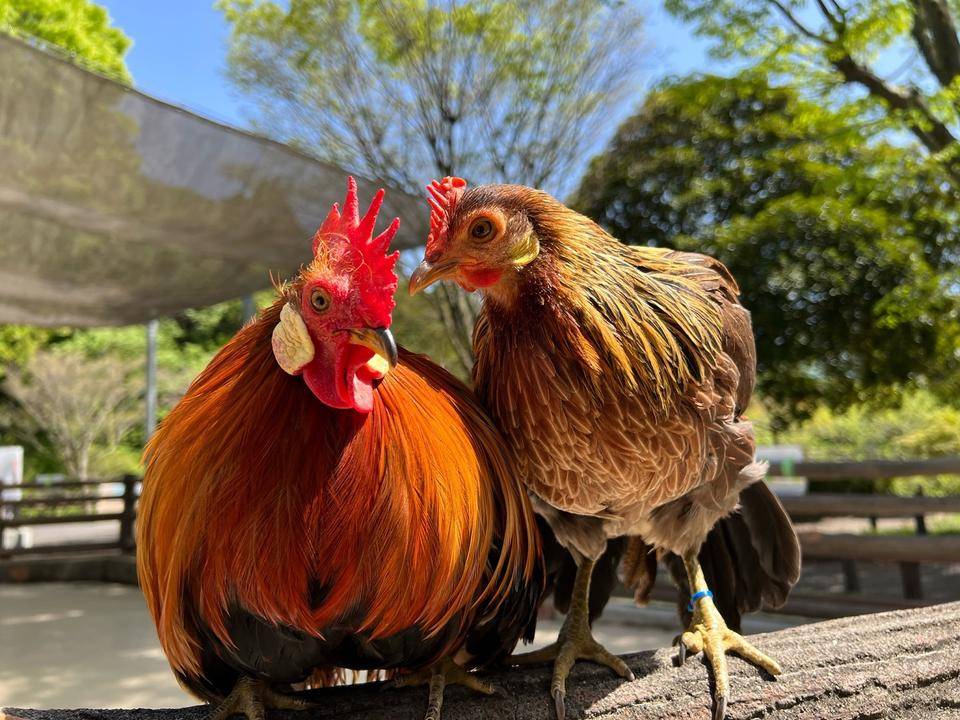 万騎が原ちびっこ動物園ニワトリ.jpeg