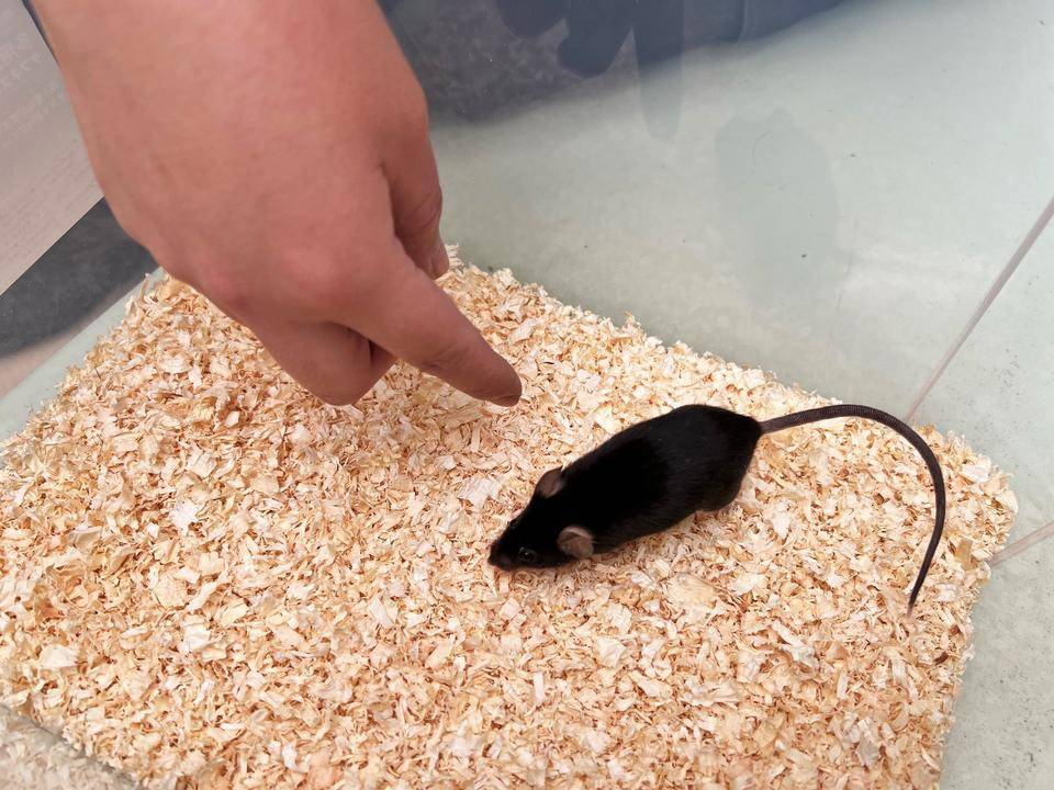 万騎が原ちびっこ動物園ハツカネズミ.jpeg