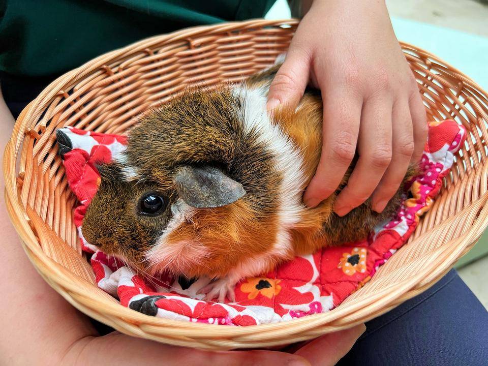 万騎が原ちびっこ動物園万モルモット.jpeg