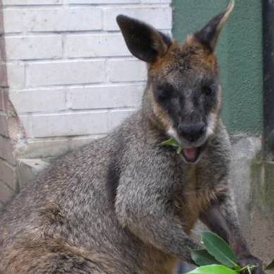 オグロワラビー