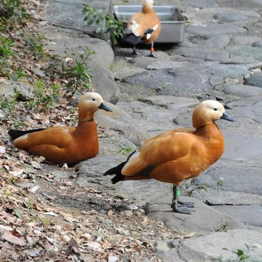 アカツクシガモ