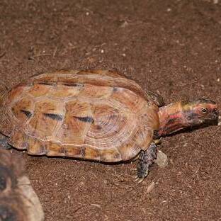 リュウキュウヤマガメ