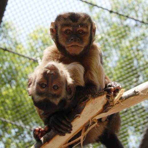 フサオマキザル