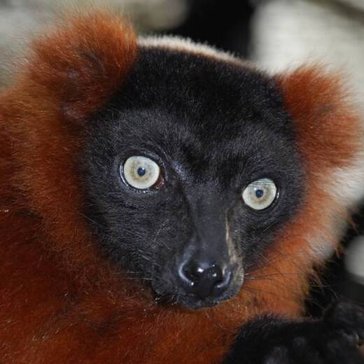 アカエリマキキツネザル