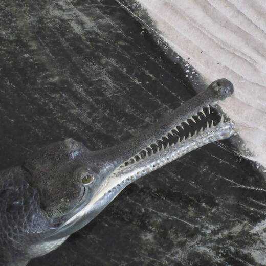 インドガビアル