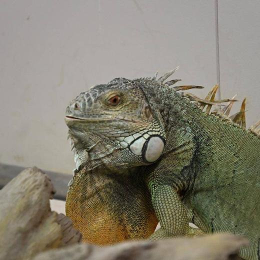 グリーンイグアナ