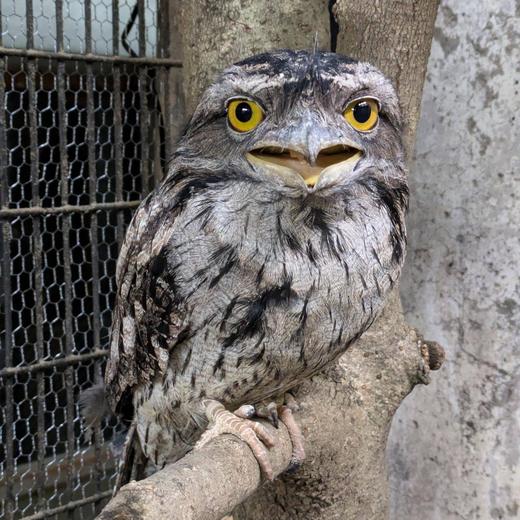 オーストラリアガマグチヨタカ