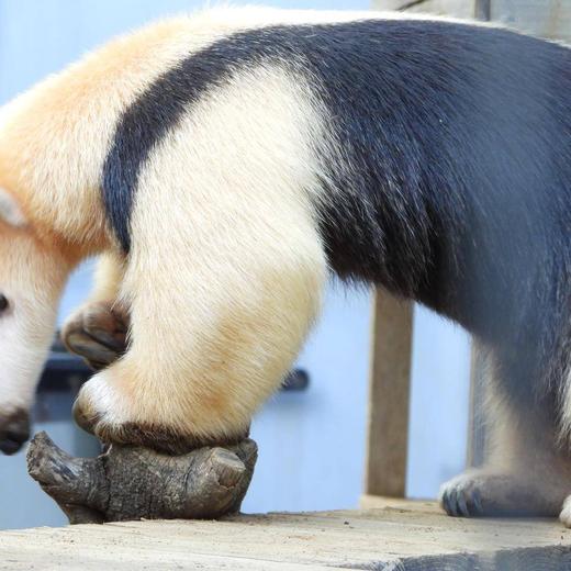 ミナミコアリクイ