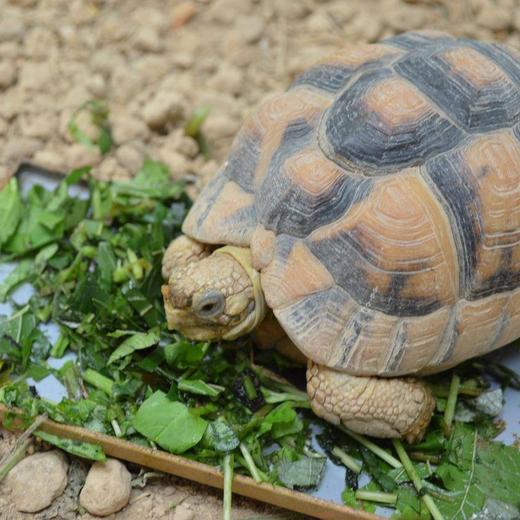 エジプトリクガメ