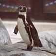 フンボルトペンギン