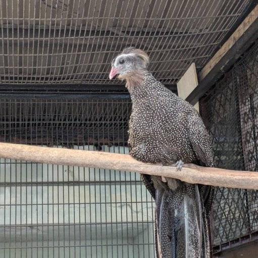 カンムリセイラン