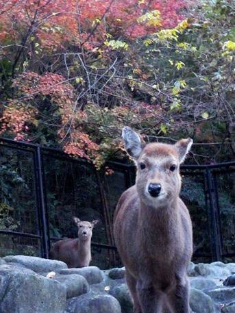 シカと紅葉の写真