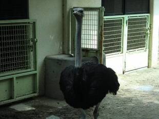 ダチョウの体重測定 その1