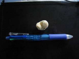 カメの落し物!?