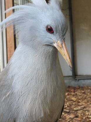初めまして!カグーのカグマロです。