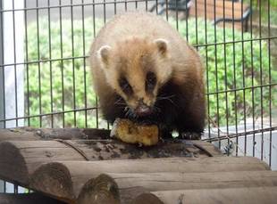 冷えてます、小獣たち