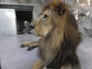 ラージャーの様子