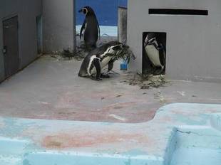 ペンギンの巣作り