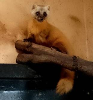 小獣舎の体重測定 その2