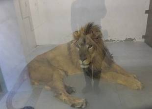 できるようになりました