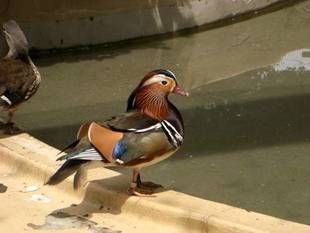 オスが消えた・・・