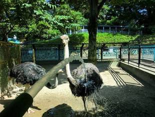 ダチョウも冷やします