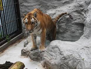 トラの冷やしかた