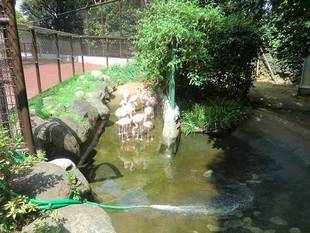 フラミンゴのプール掃除