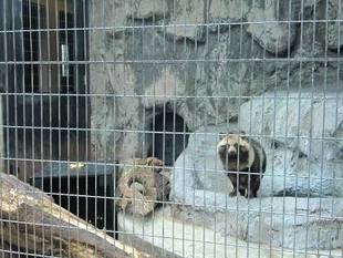 食いしんぼタヌキの怖いもの