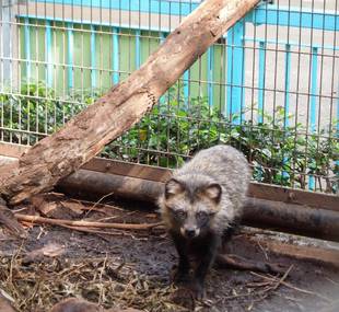 タヌキ、登ります。