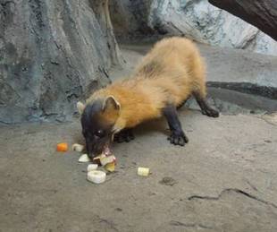 テンのお見合い