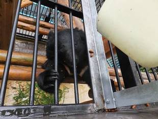 こんな動物も測定しています
