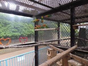 ルリゴシボタンインコのお宅拝見