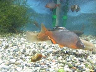 ミヤコタナゴの産卵が始まりました