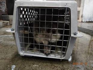 疥癬症のタヌキ その後・・・