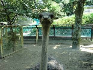 ダチョウはスゴイぞ