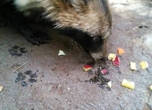 ホンドタヌキ～ホトの一日～