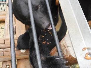 ツキノワグマと連携授業