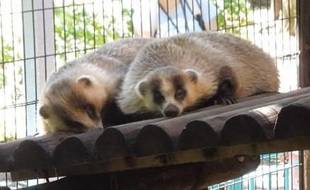 小獣舎の体重測定 その1