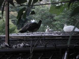 クジャクそれぞれ・・・