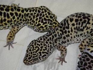 ペアリング その1  ～ヒョウモントカゲモドキ～