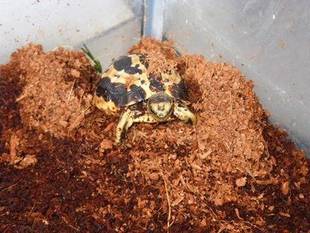 キバラクモノスガメ成長記