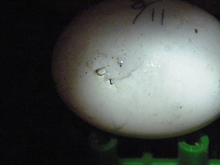 キバラクモノスガメが孵化しました!の写真