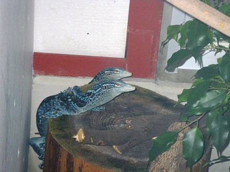 アオホソオオトカゲ来園の写真