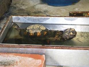 トウブハコガメが産卵しました