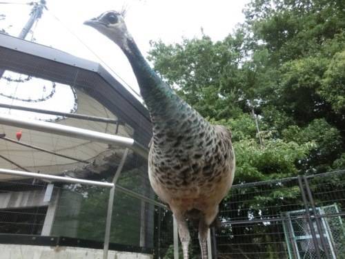 のげやまのクジャクたち。の写真